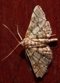 Checkered Apogeshna Checkered Apogeshna